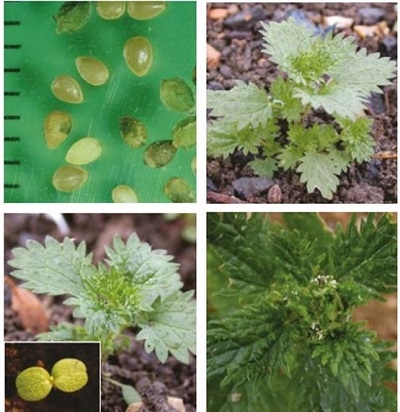 Small nettle at four growth stages